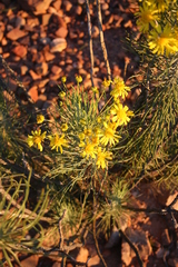 Euryops tenuissimus