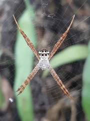 Argiope amoena