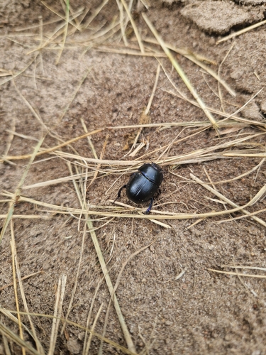 Springtime Dung Beetle