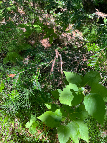 balsam fir