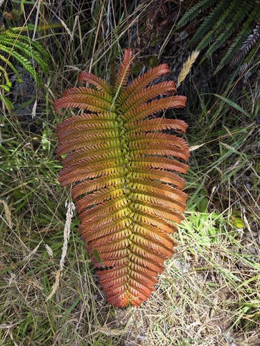 Sadleria cyatheoides observed 2026-07-31