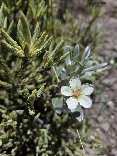 Geranium, 2026-07-31