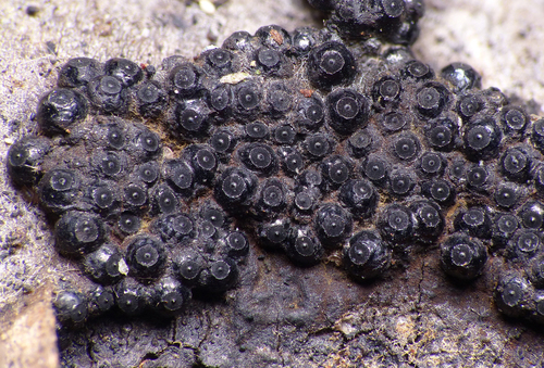 Annulohypoxylon truncatum