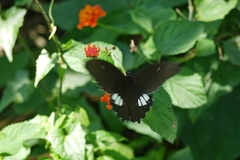 Papilio castor formosanus