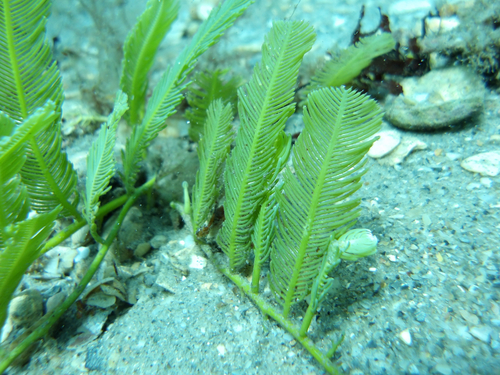 Caulerpa sertularioides observed 2026-08-01