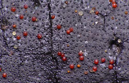 Dialonectria episphaeria