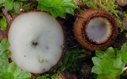 Humaria hemisphaerica