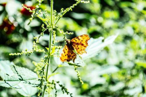 European Comma