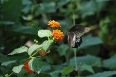 Papilio castor formosanus