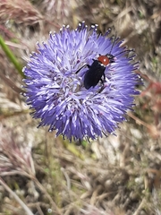 Heliotaurus ruficollis