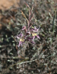Gladiolus permeabilis