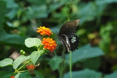 Papilio castor formosanus