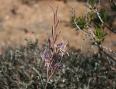 Gladiolus permeabilis