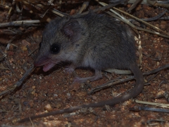 Sminthopsis youngsoni
