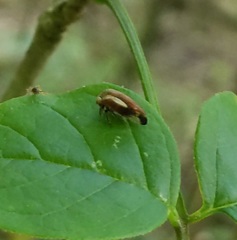 Ophiderma flavicephala