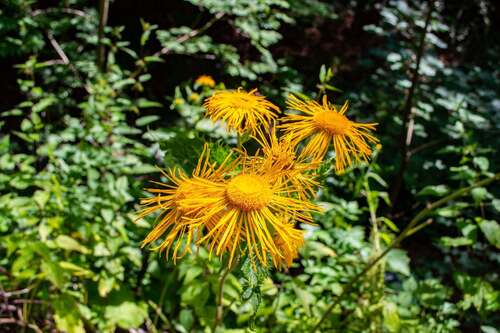 Yellow Oxeye