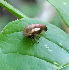 Ophiderma flavicephala