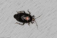 Deraeocoris sayi