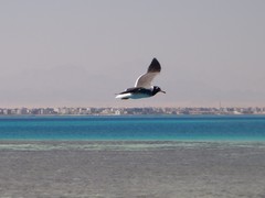 Ichthyaetus leucophthalmus