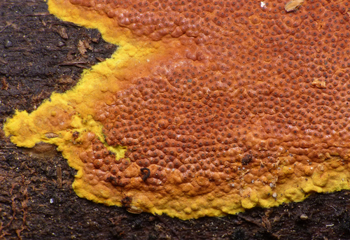Hypoxylon crocopeplum