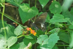 Papilio castor formosanus