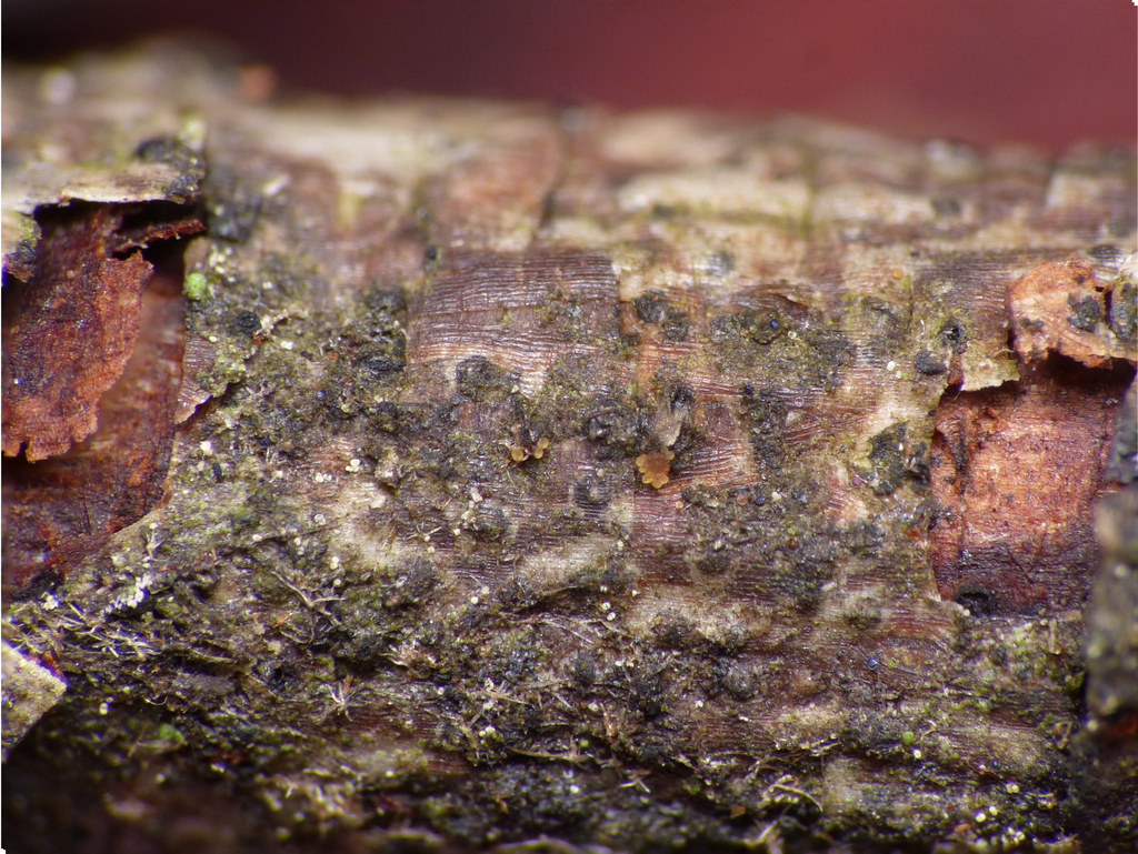 Hyalorbilia orbiliicola