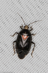 Deraeocoris sayi