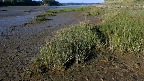 Sporobolus anglicus, photograph 6