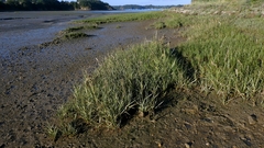 Sporobolus anglicus, photograph author not stated, no rights reserved