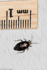Deraeocoris sayi