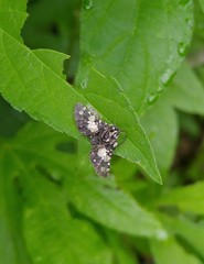 Pseudothyris sepulchralis