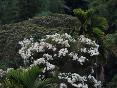 Melaleuca alternifolia