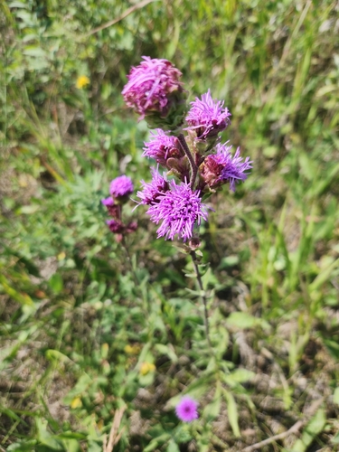 Rocky Mountain blazing star