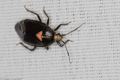 Deraeocoris sayi