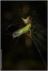 Micrathena plana