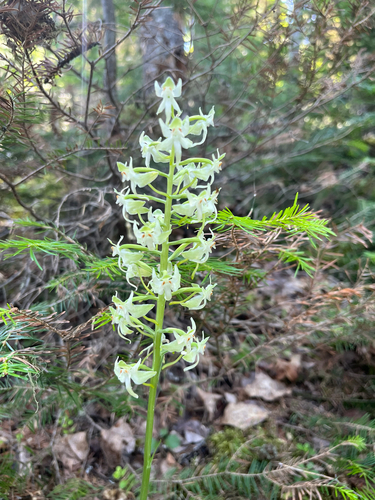 Round-leaved Bog Orchid