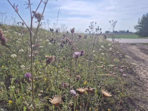 spotted knapweed