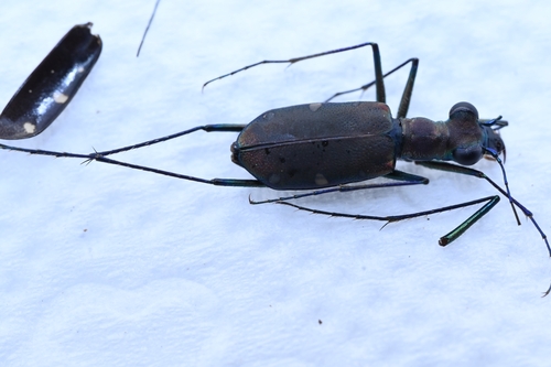 Cylindera paralesnei