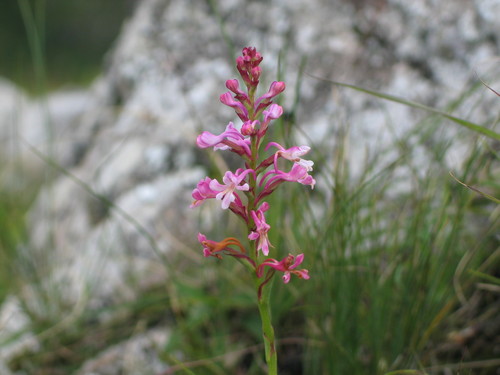 Ginger Satyre (Satyrium rhynchanthoides)