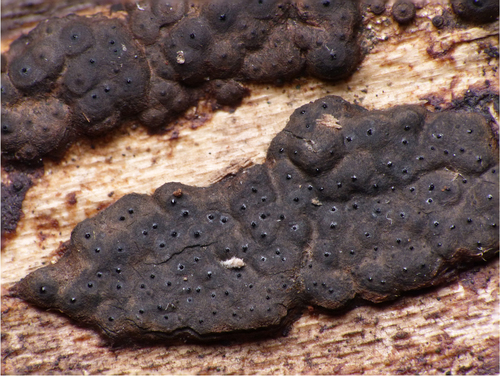 Nemania serpens