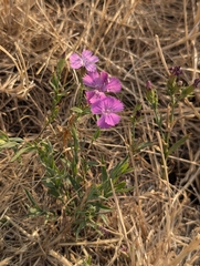 Dianthus collinus, photograph author not stated, no rights reserved