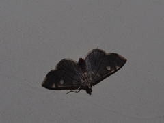 Luma sericea