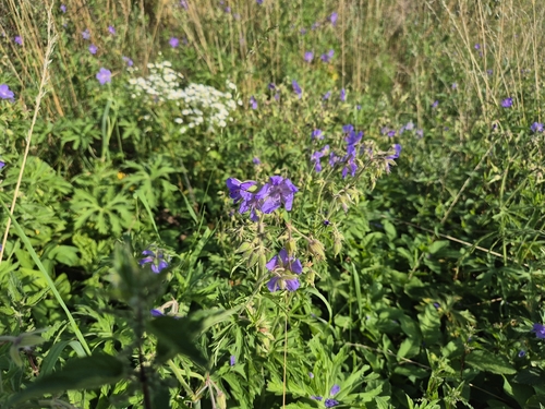 Meadow Crane's-bill