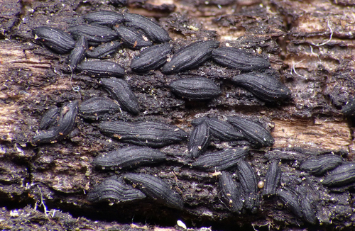 Oedohysterium sinense