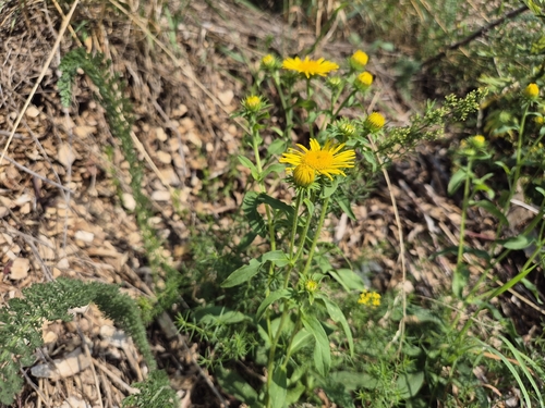 Meadow Fleabane