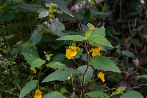 Touch-me-not Balsam