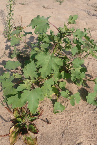 common cocklebur