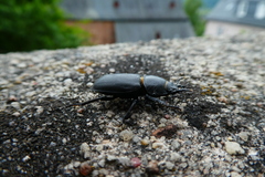 Dorcus parallelipipedus