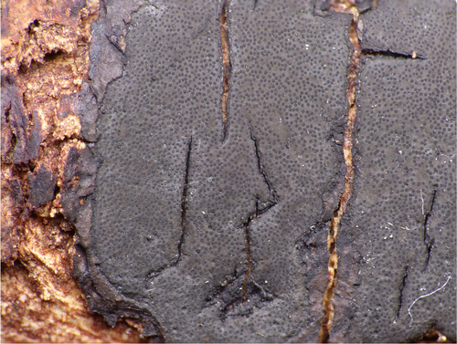 Graphostroma platystomum