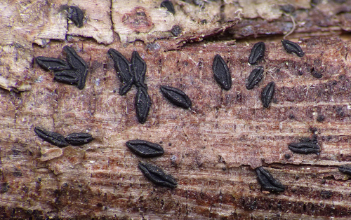 Hysteropatella prostii